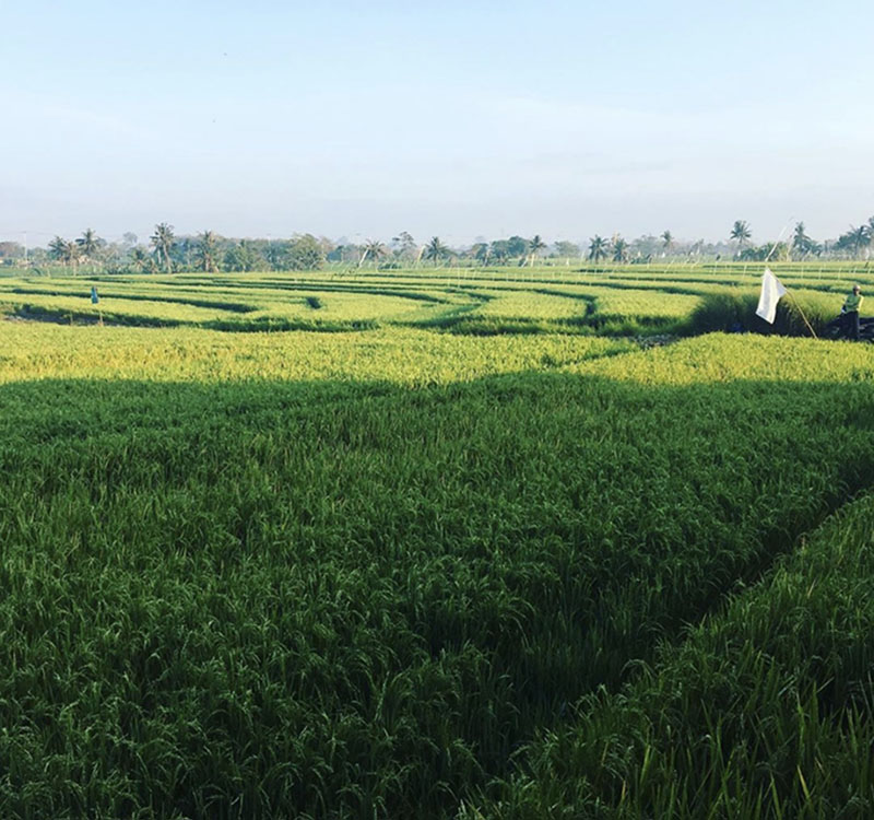 Bali Harmony Retreat • Roads to Bali Roots Festival